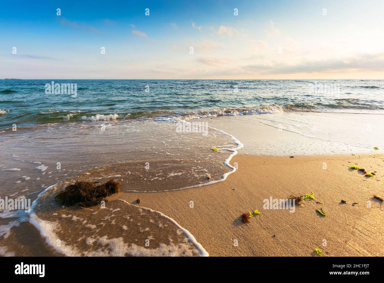 summer vacation at the sea. tropical landscape on a sunny day. seaweed on sandy beach. calm water washes the shore. clouds on the blue sky in morning Stock Photo