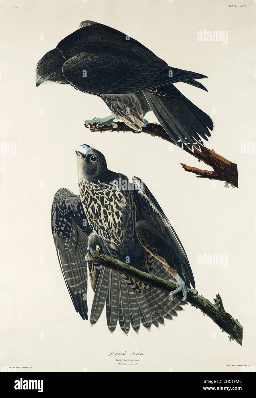 Labrador falcon hi res stock photography and images Alamy