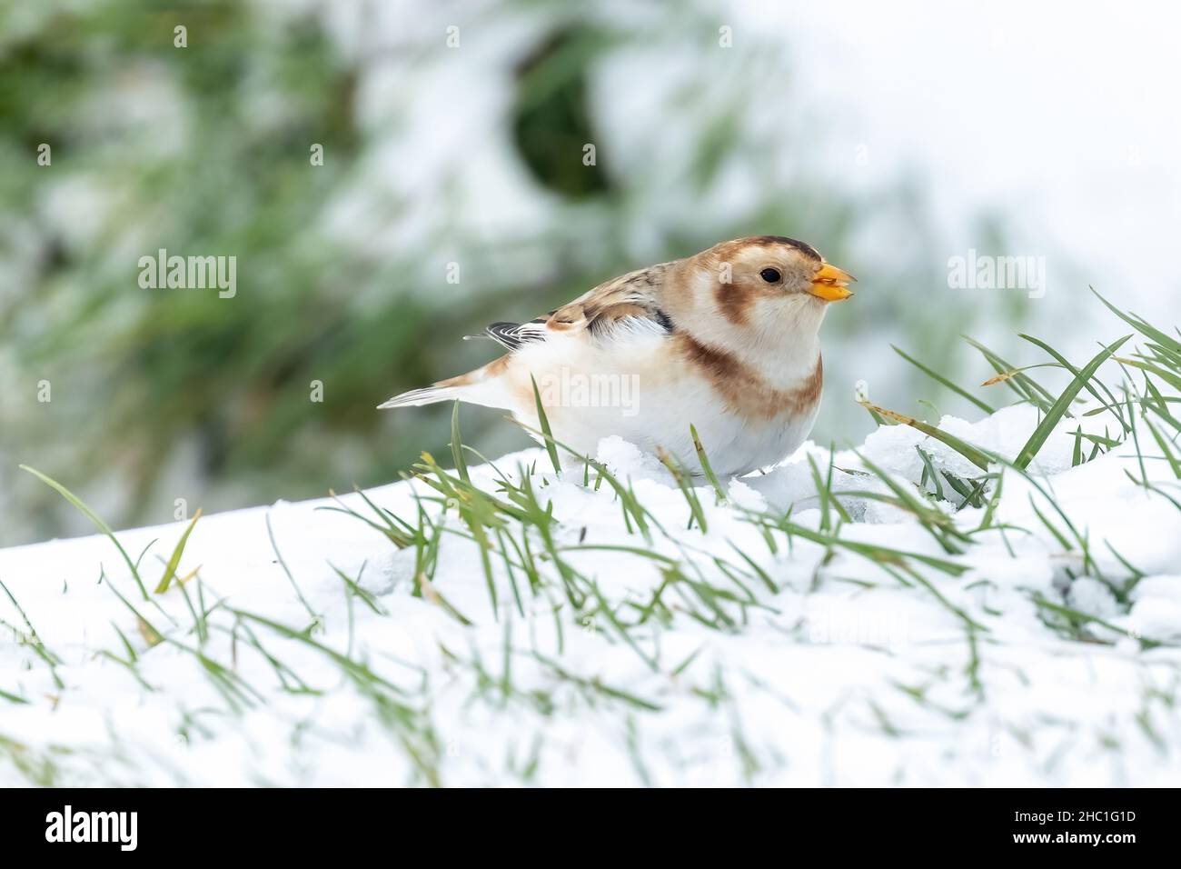 A single male snow bunting foraging in the snow at Cleeve Hill ...