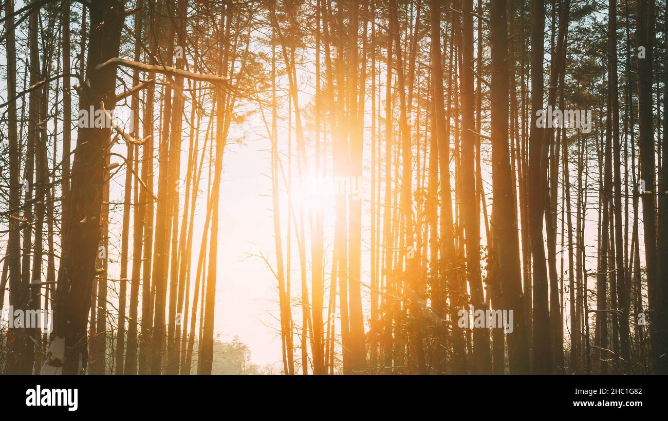 4K Beautiful Blue Shadows From Pines Trees In Motion On Winter Snowy ...
