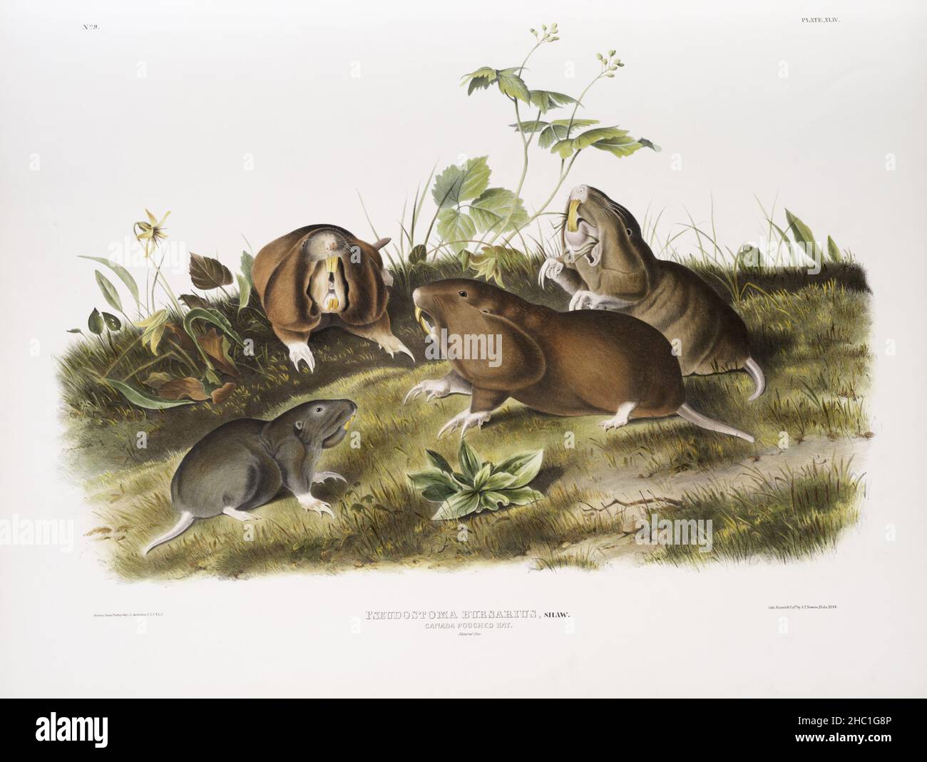 Amazon.com: John Woodhouse Audubon 35x28 Extra Large Gallery