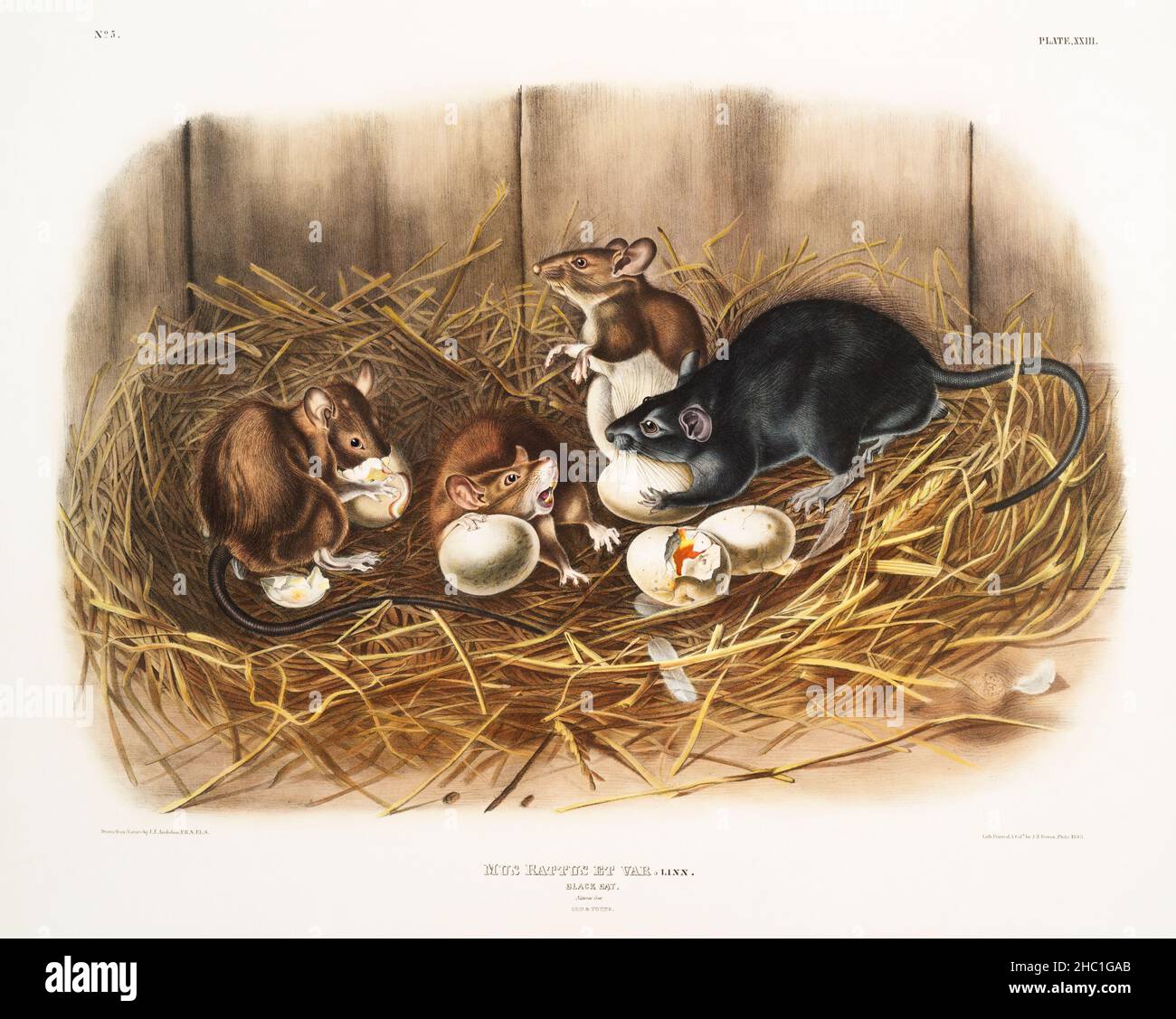 Mus rattus et var hi-res stock photography and images - Alamy