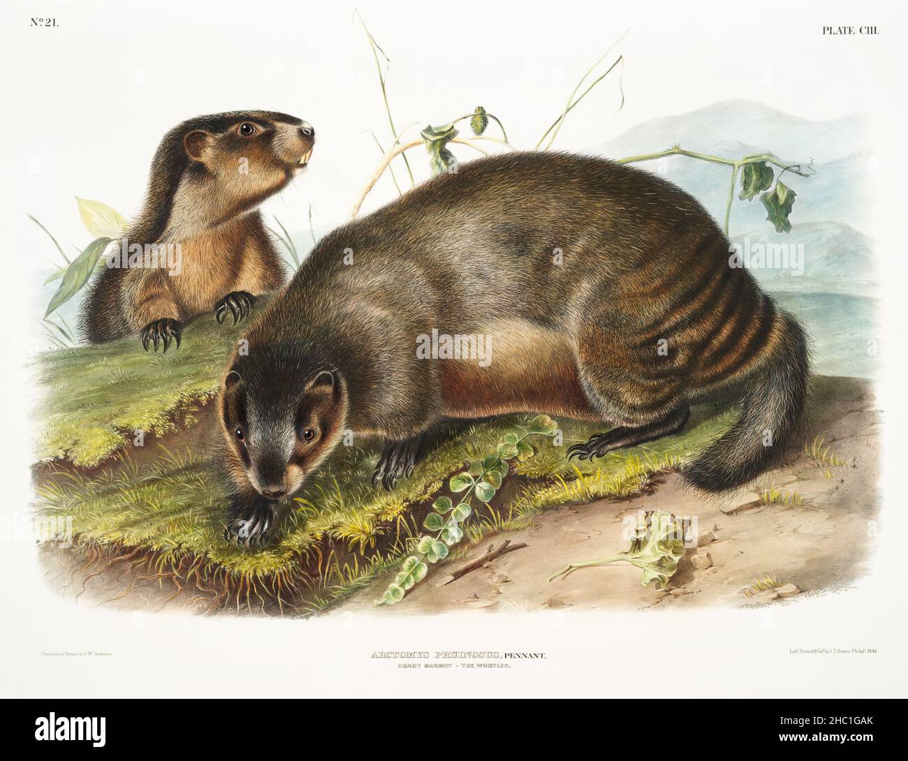 Hoary Marmot (Arctomys pruinosus) from the viviparous quadrupeds of North America (1845) illustrated by John Woodhouse Audubon (1812-1862). Stock Photo