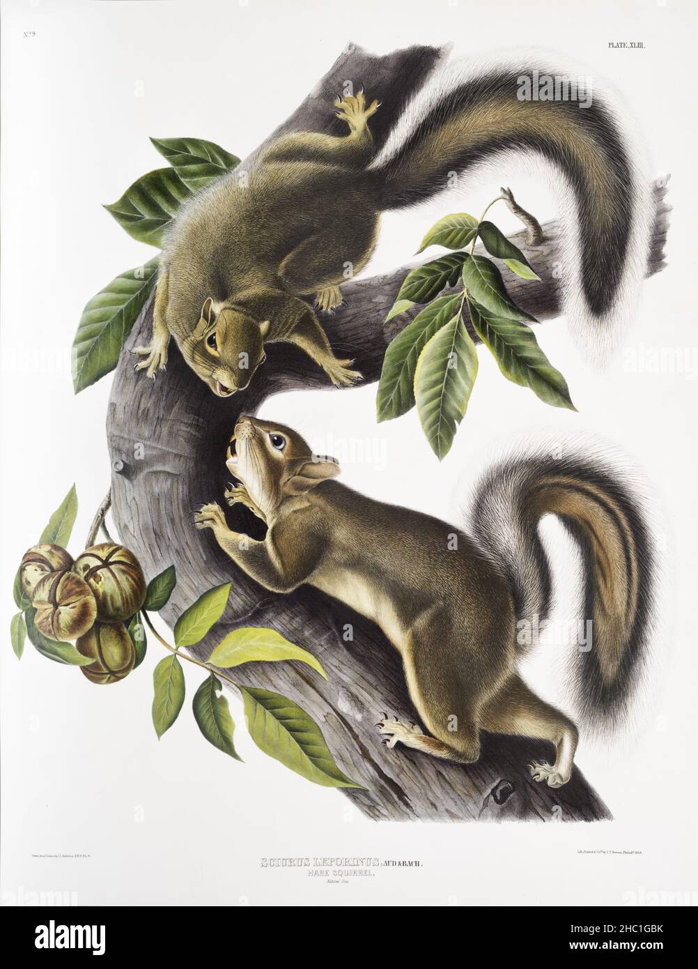 Hare Squirrel (Sciurus leporinus) from the viviparous quadrupeds of North America (1845) illustrated by John Woodhouse Audubon (1812-1862). Stock Photo