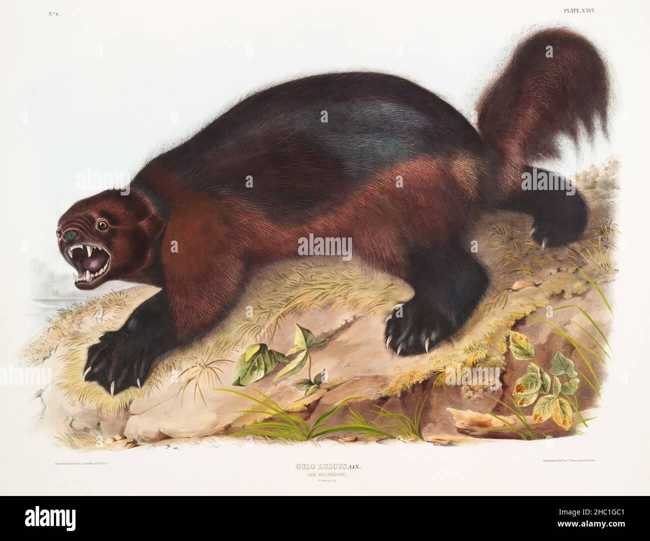 Wolverine (Gulo luscus) from the viviparous quadrupeds of North America (1845) illustrated by John Woodhouse Audubon (1812-1862). Stock Photo
