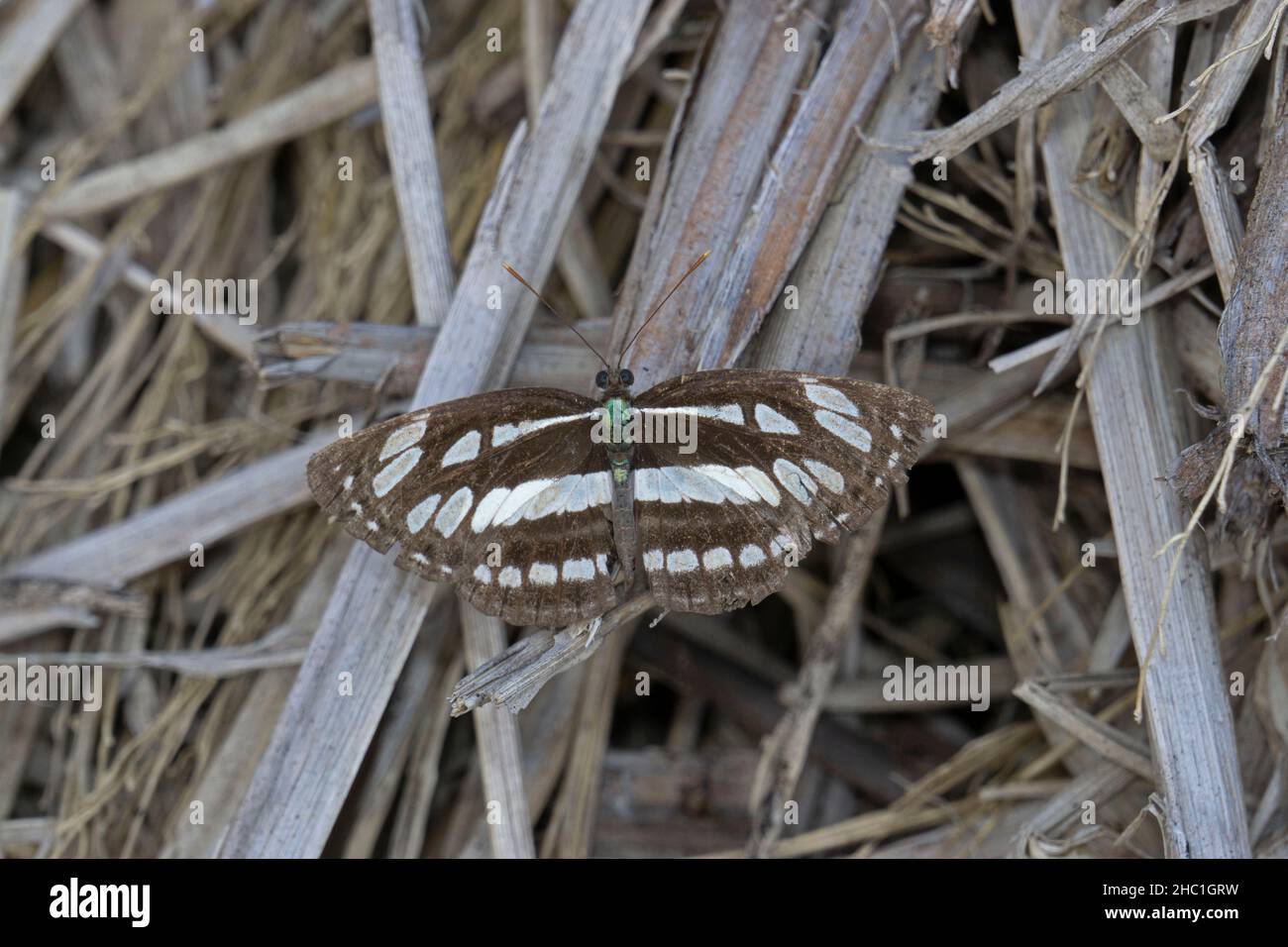 Limenitis arthemis, the red-spotted purple or white admiral, Satara Maharashtra, India Stock Photo