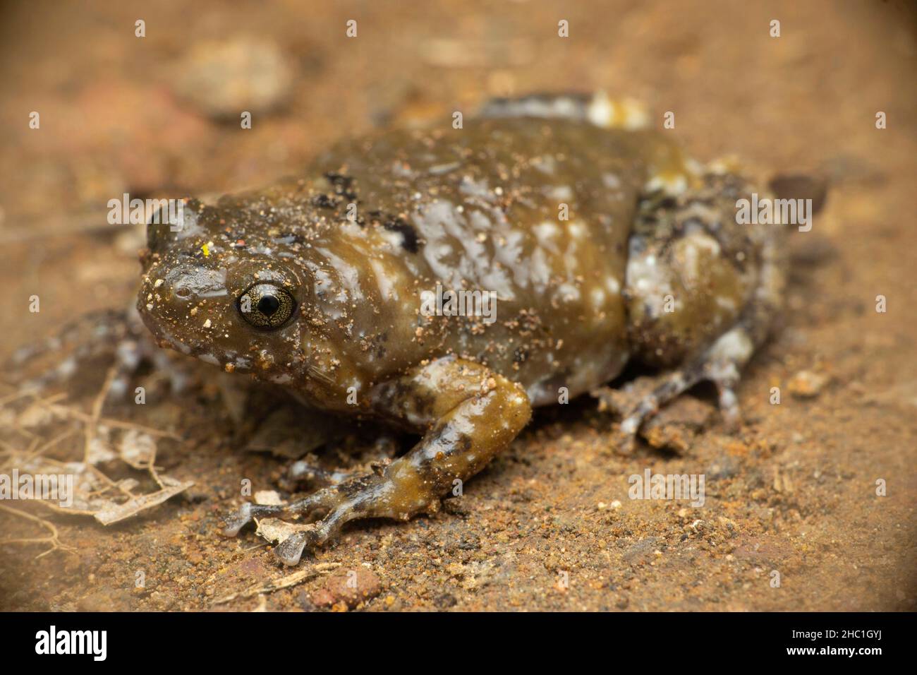 Ramanella mormorata, also known as the Indian dot frog, marbled ramanella, is a species of narrow-mouthed frog endemic to the Western Ghats, India Stock Photo