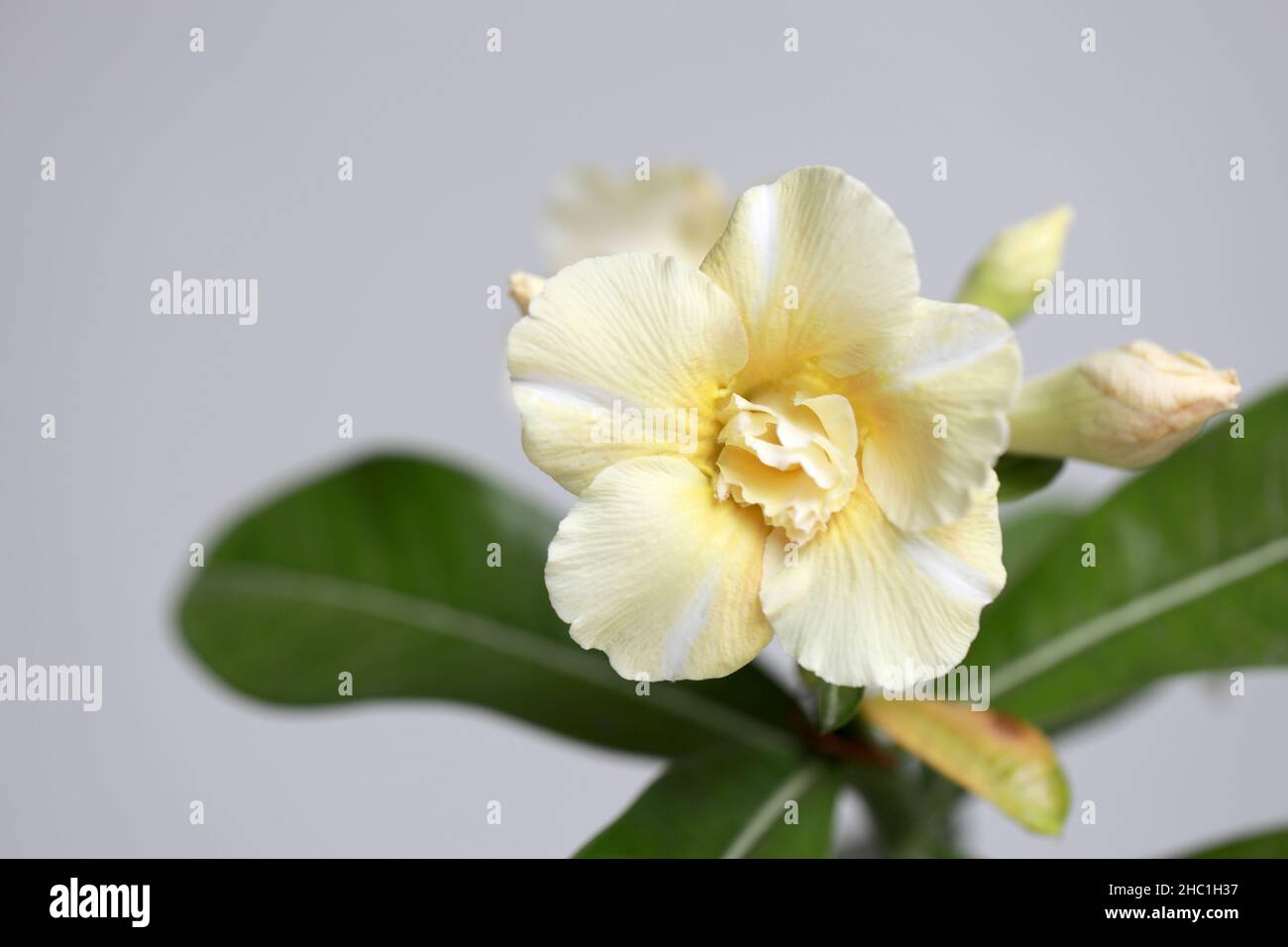 The macro photography of desert roses Stock Photo Alamy