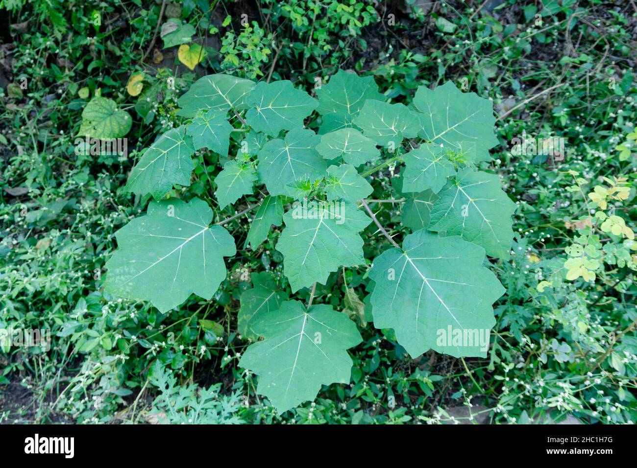 ajuba plant Aucuba Golden King