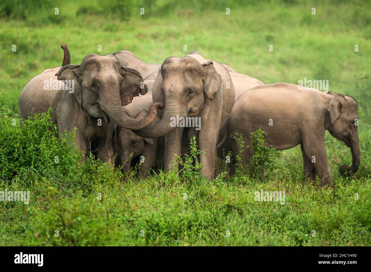 A herd of Asian Elephant protective a newborn elephant calf from predators on the grassland. Kui Buri National Park, Prachuap Khiri Khan, Thailand. Stock Photo