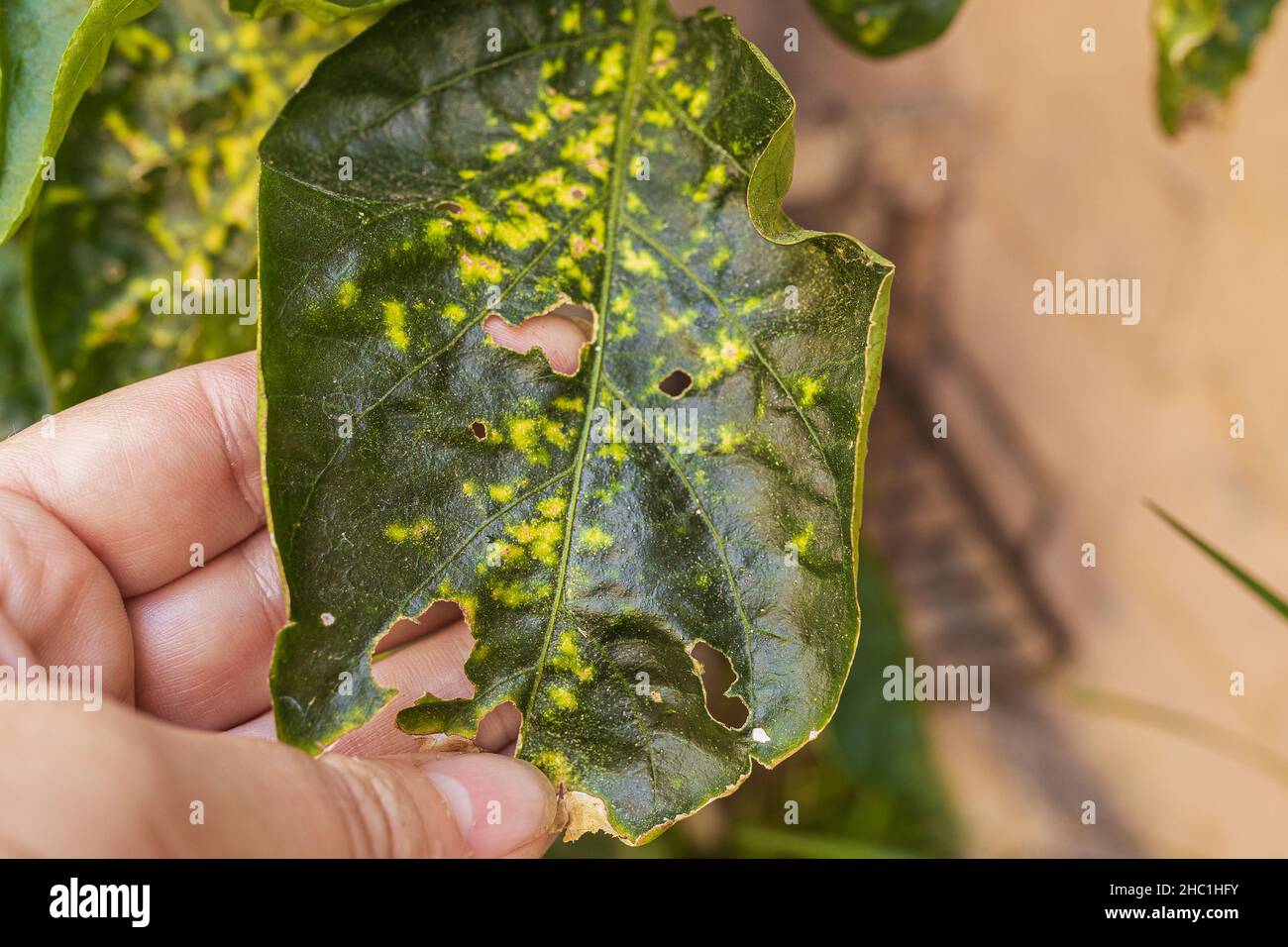 gardener's hand shows an example of sick indoor or garden plant. Gnawed by caterpillars or garden pests, plant leaf aphids Stock Photo