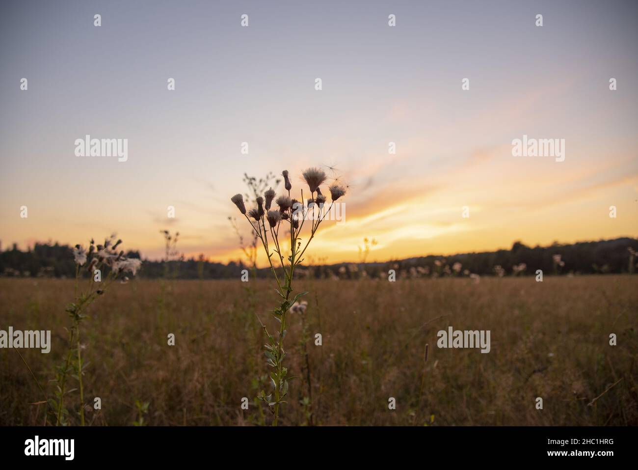 A field with different grasses and flowers on a sunset background Stock ...