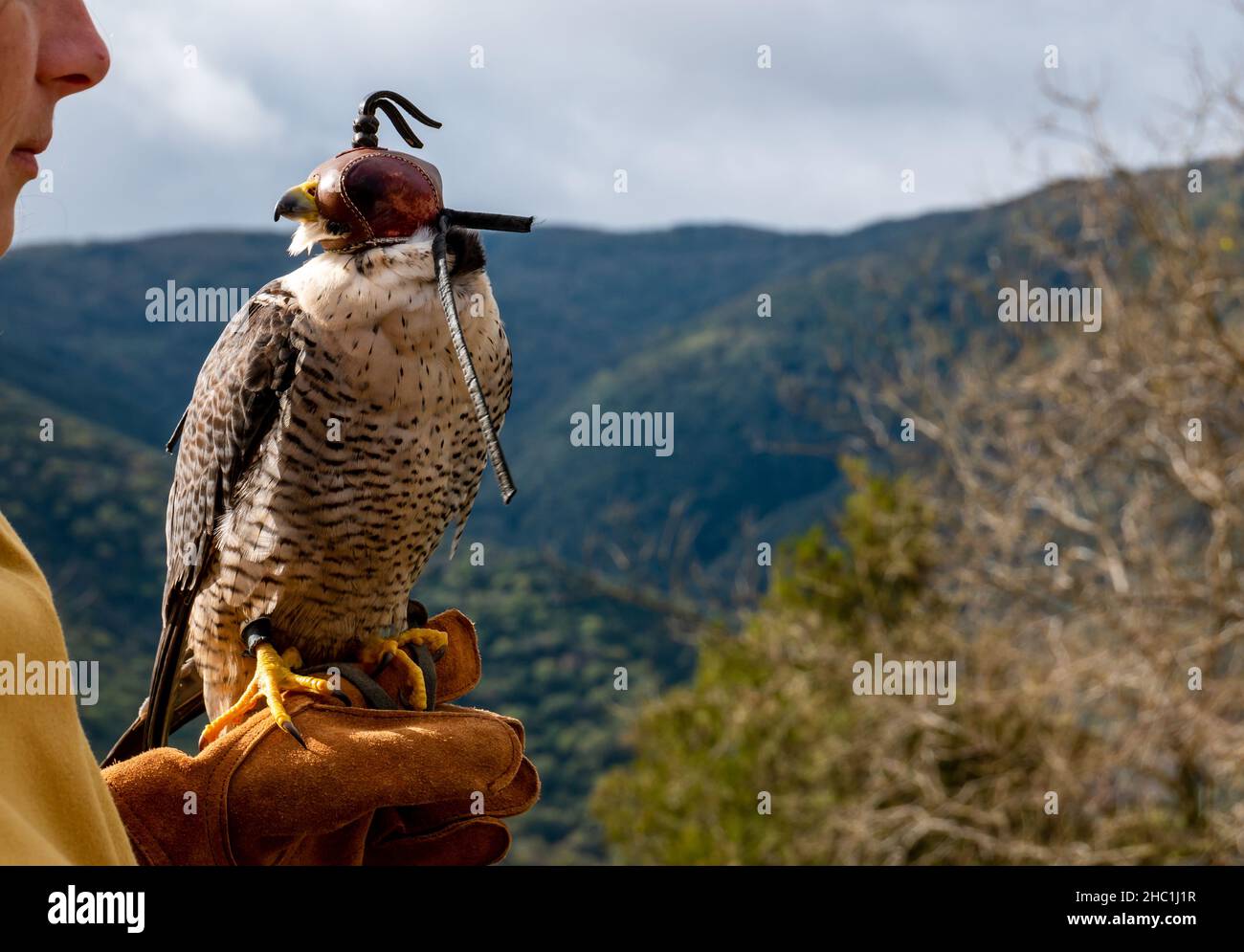 Close up portrait of a peregrine falcon with leather hood Stock Photo