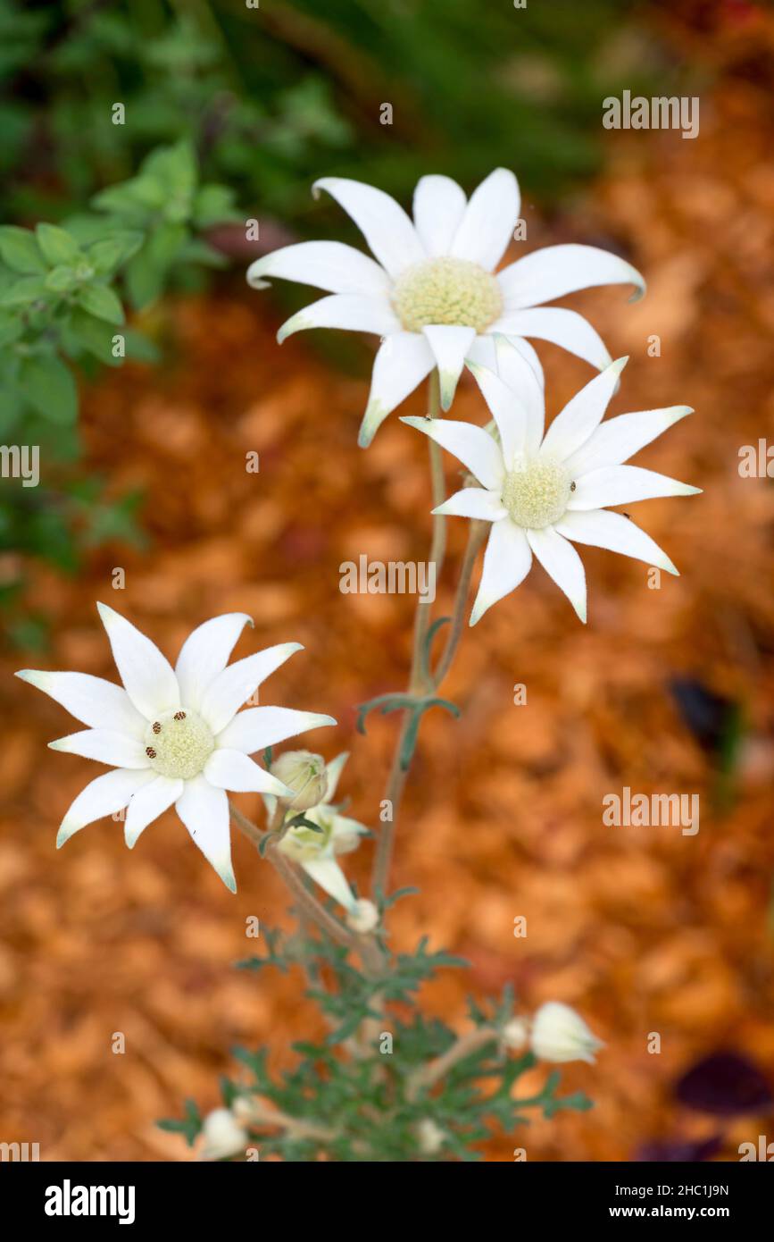 Actinotus helianthi or Flannel Flower is native to the bushland around Sydney, Australia and notoriously difficult to cultivate in home gardens Stock Photo