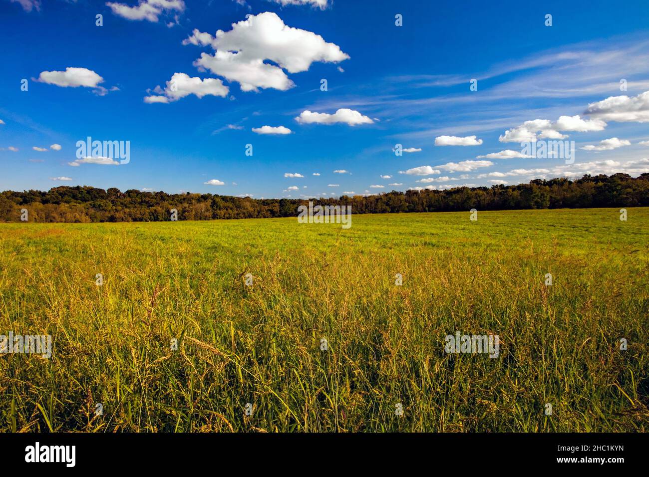 Grasslands at Tyler State Park , Pennsylvania provide valuable vanishing habitat for serverl grassland species of birds many of which are in decline. Stock Photo