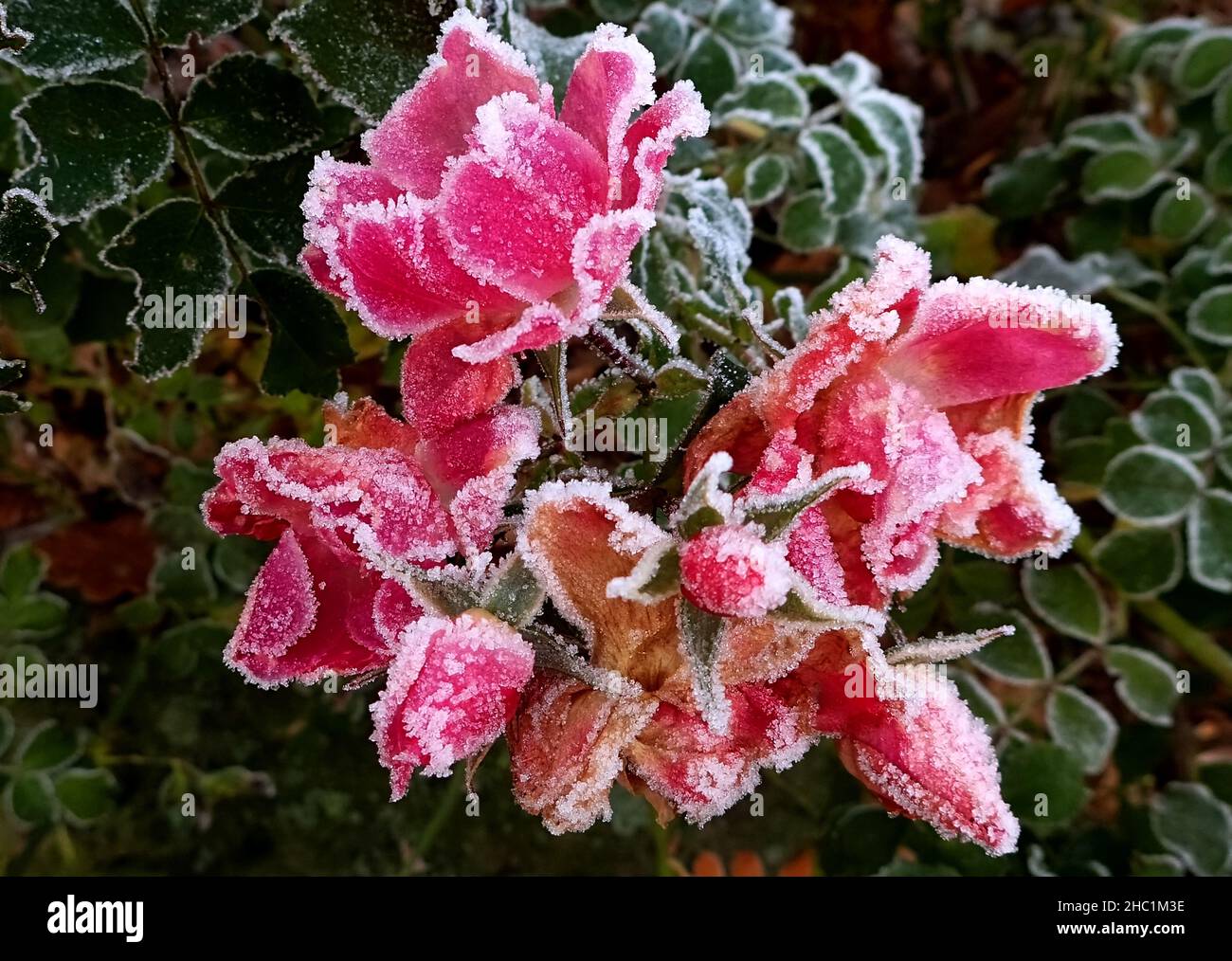 A rose and hoar frost - Stock Photo