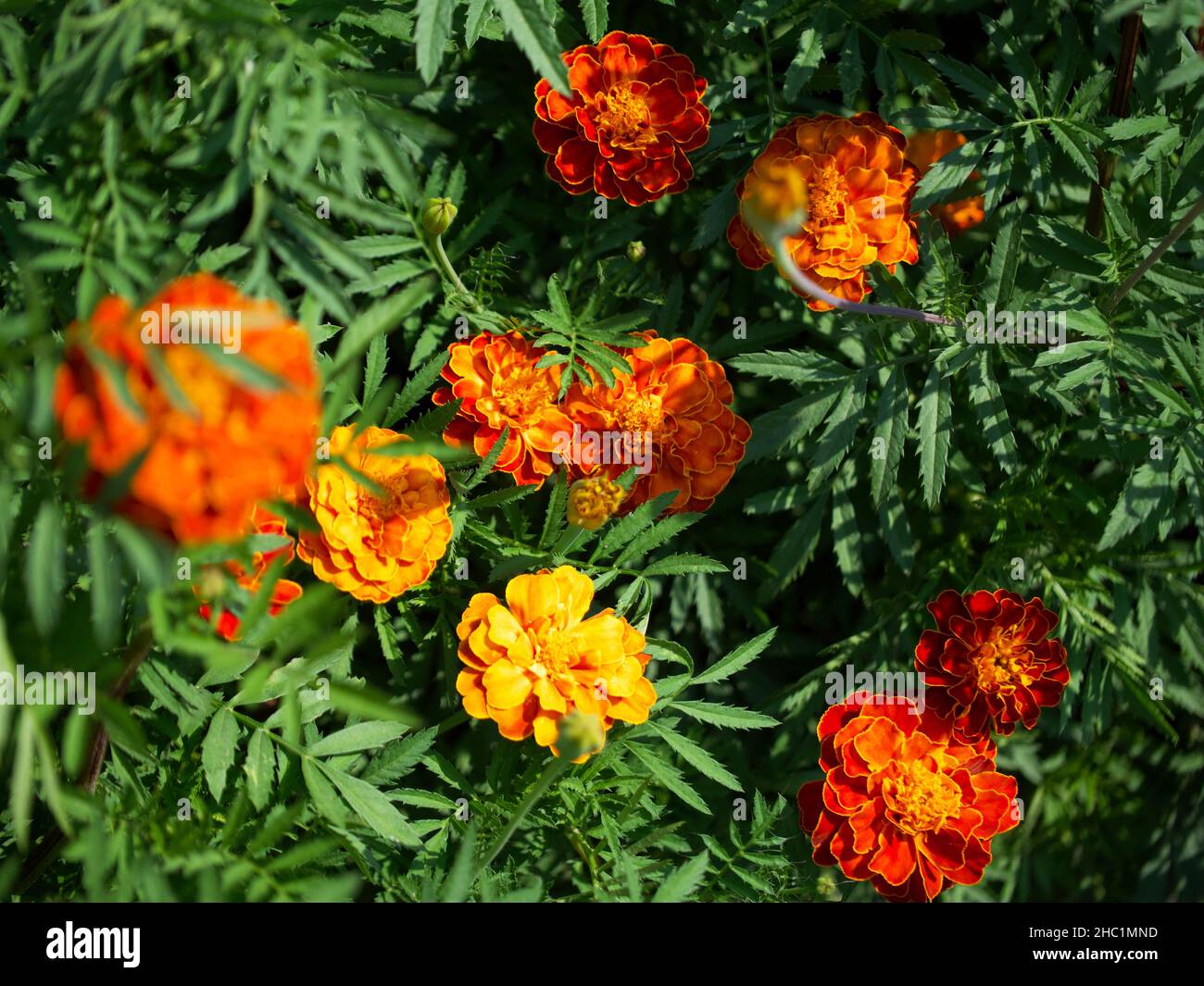 Marigolds in bloom hires stock photography and images Alamy