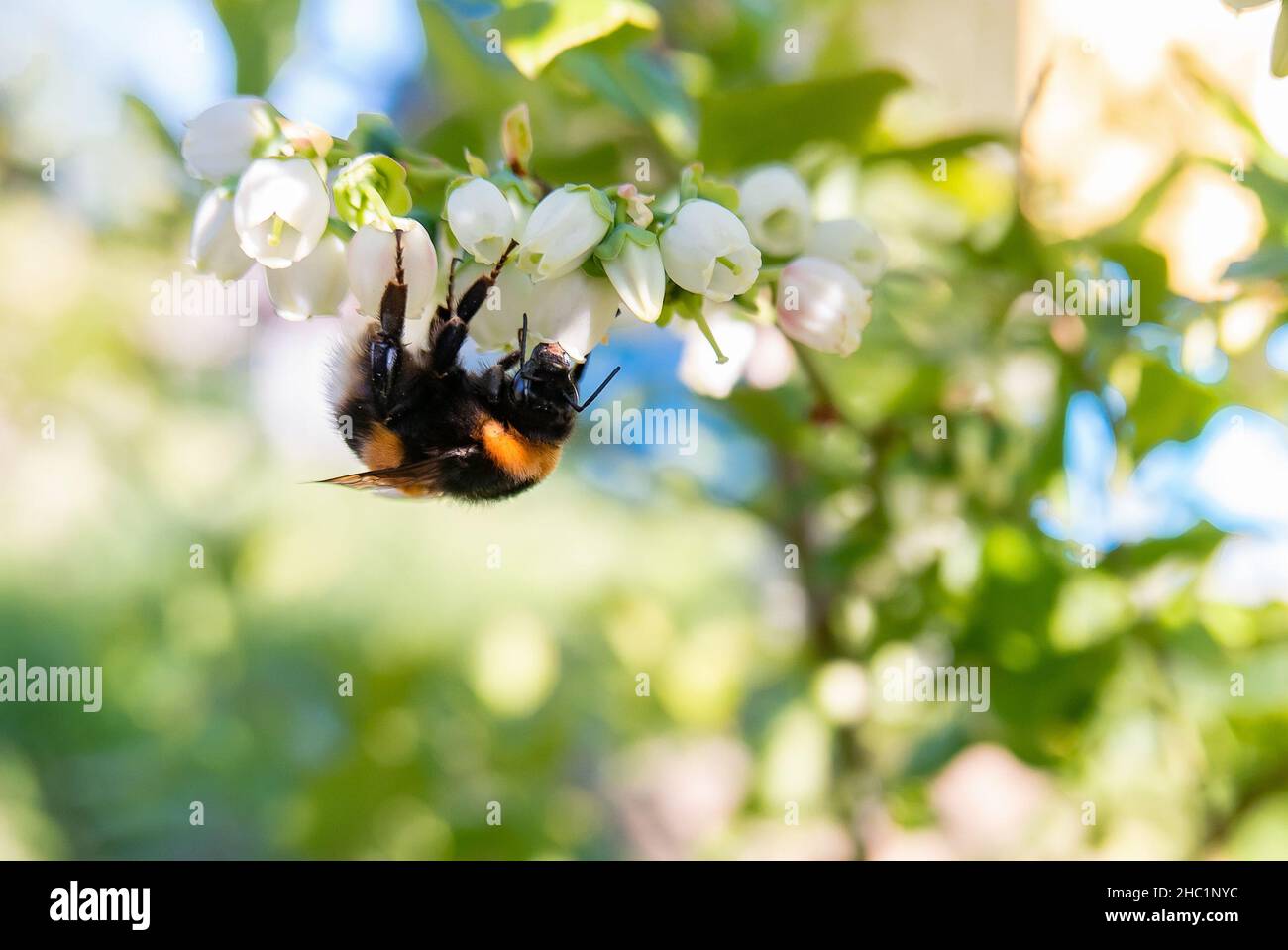 A bumblebee collects nectar from blueberry flowers Stock Photo