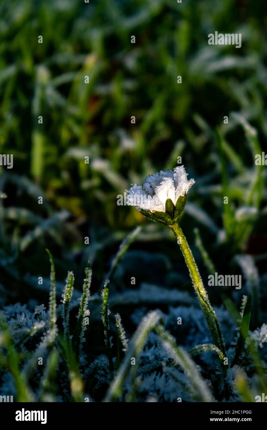 Vertical image of a little white daisy covered with a thin layer of frost in the sun Stock Photo