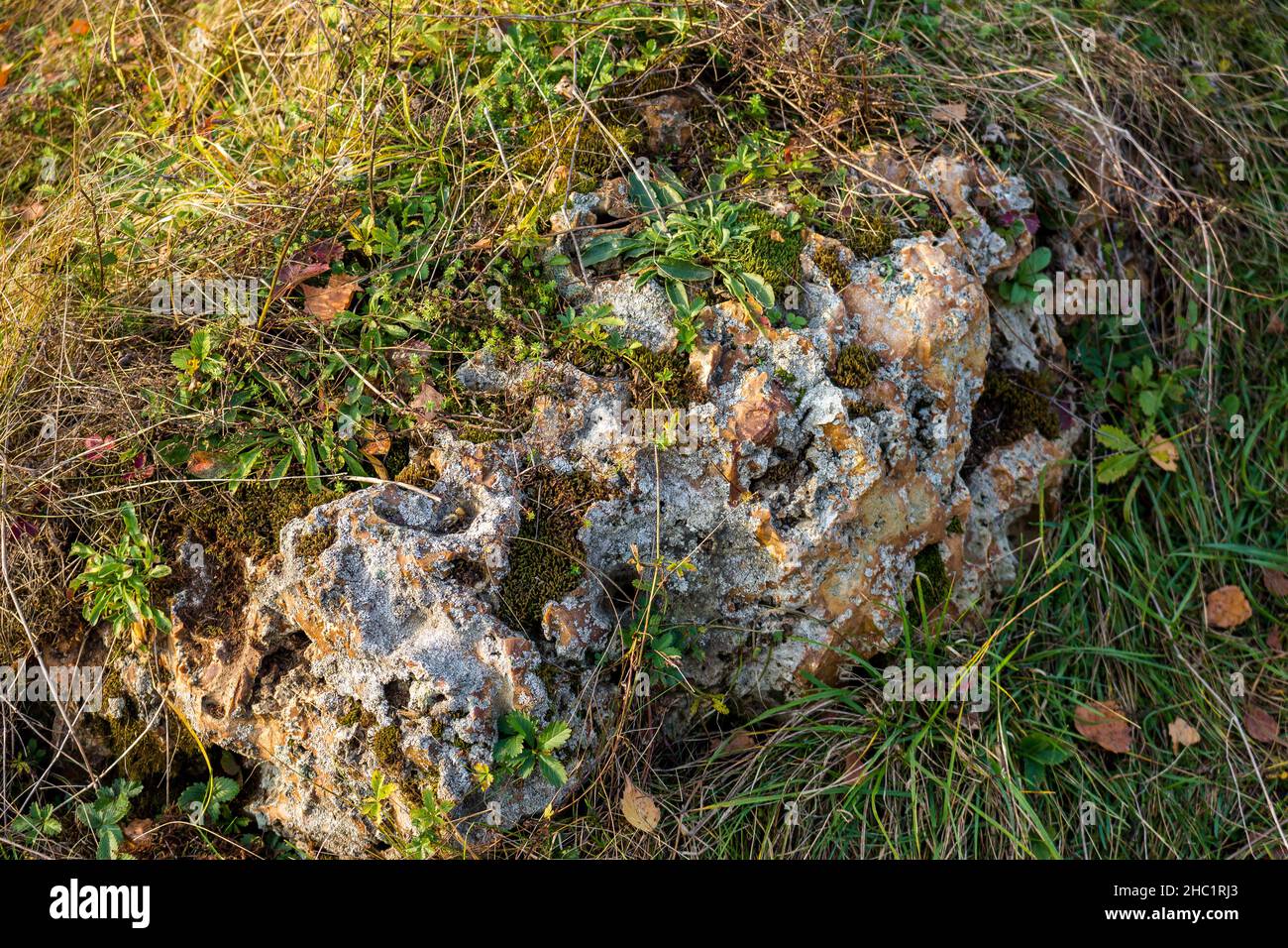 Large flint boulder overgrown with moss and plants Stock Photo Alamy