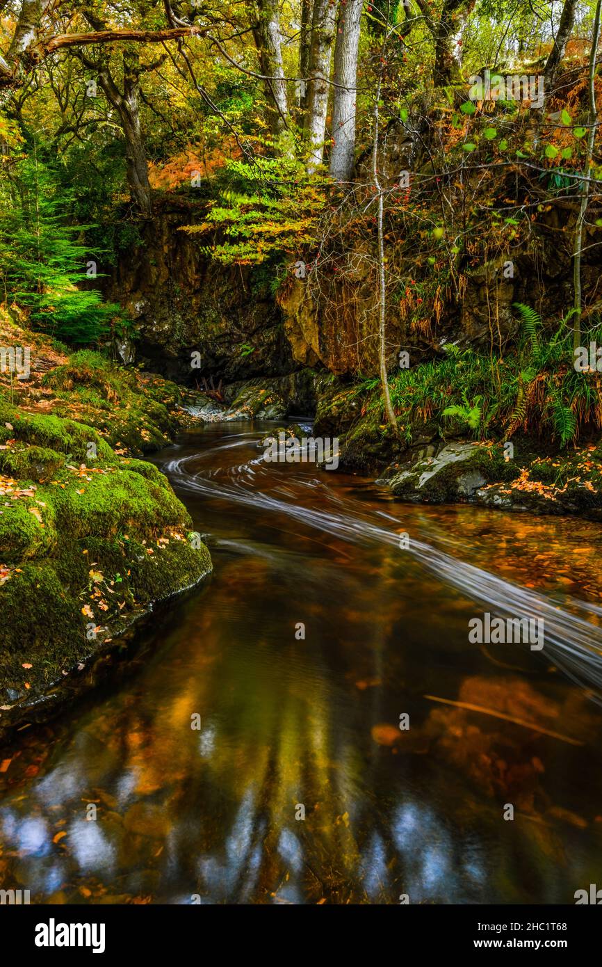 Aira Beck in the Lake District in full autumn colour, upstream of Aira Force waterfall. Stock Photo