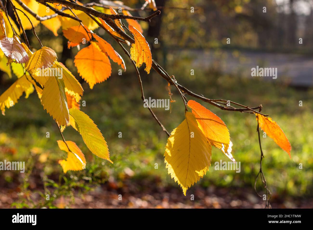 Golden hazel leaves hi-res stock photography and images - Alamy