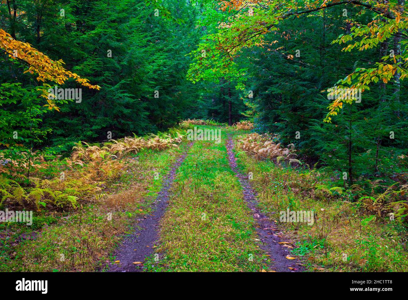 Pennsylvania forest road hires stock photography and images Alamy