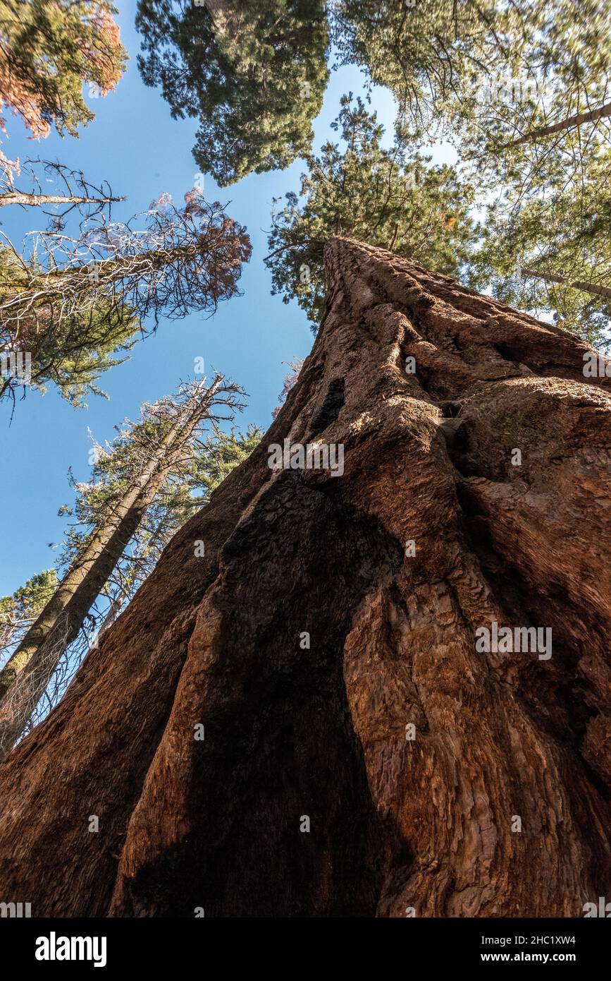 Giant sequoia tree in the Yosemite National Park, USA Stock Photo