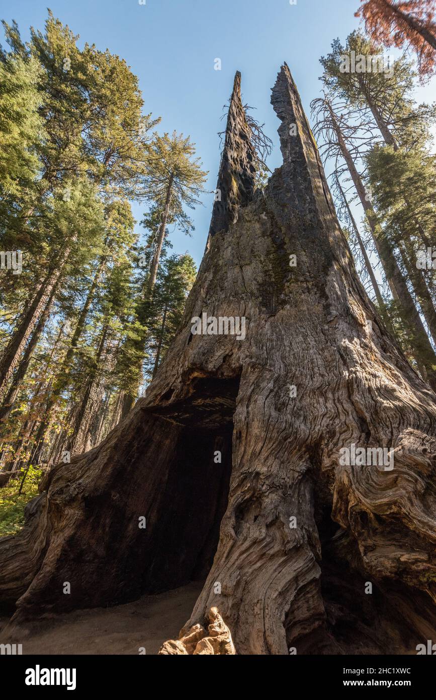 Famous Tunnel Tree in the Yosemite National Park, USA Stock Photo