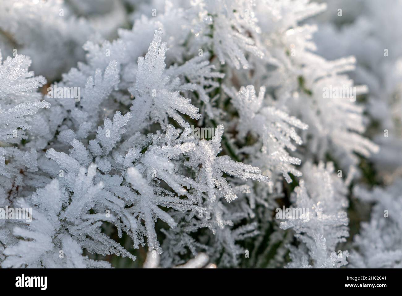 Frozen rime on the grass, with the beautiful ice crystals in the winter landscape of the Netherlands in the month of December Stock Photo