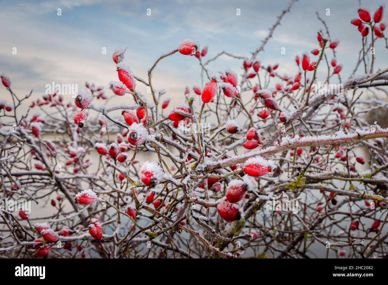 Rose hips the beautiful bright red berries covered with a layer of ice with beautiful ice crystals, in the month of December, Netherlands Stock Photo
