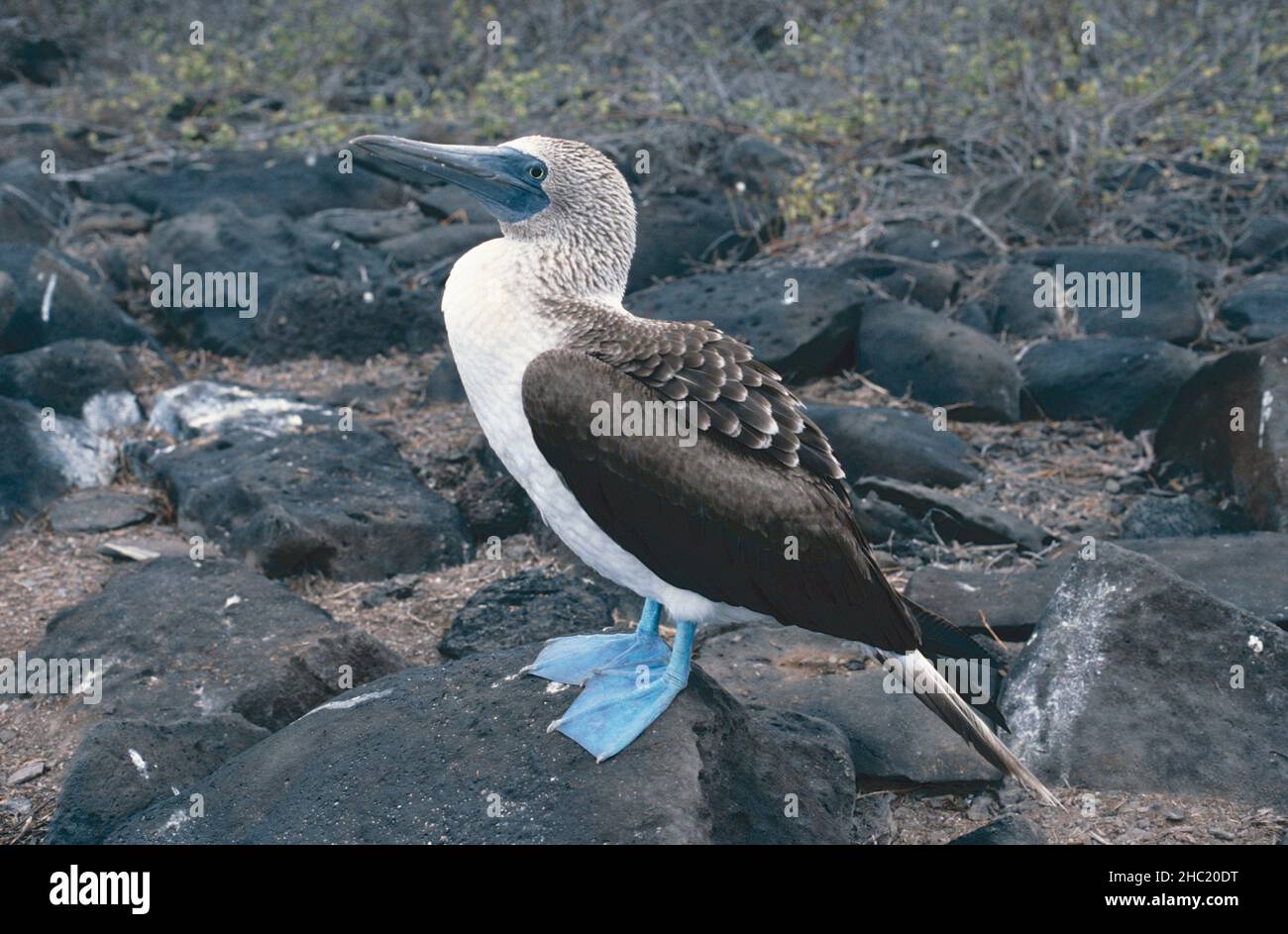 Blue-footed booby (Sula nebouxii) Stock Photo