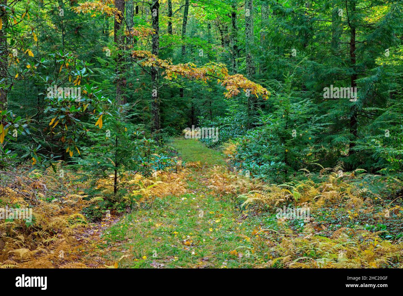 An autumn forest in Pennsylvania's Delaware State Forest, Pocono Mountains Stock Photo