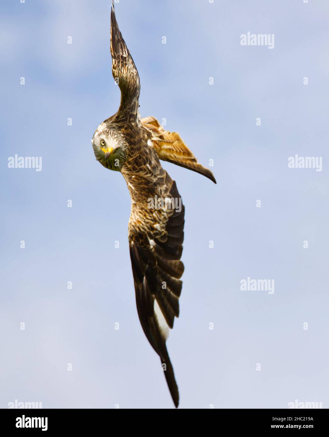 Red kite in flight in Wales Stock Photo