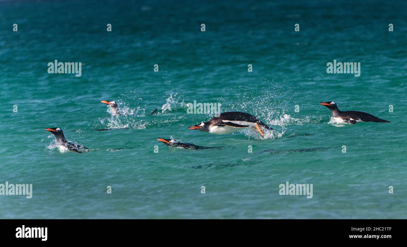 A group of Gentoo penguins (Pygoscelis papua) swim and dive through the ocean near Carcass Island, The Falkland Islands Stock Photo
