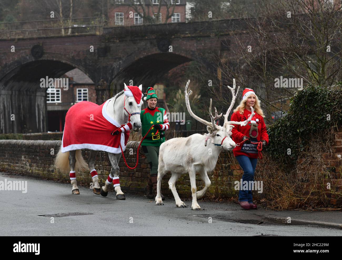 Coalbrookdale, Shropshire, Uk. White Christmas!  December 23rd 2021. Snow or no snow it's white Christmas in the village of Coalbrookdale this year. Floki the white reindeer and his stable mate Opal light up the village on their daily walk from  the nearby Sunnyside Farm with owner Diana Vincent and her daughter in law Nadine Sault. Credit: David Bagnall/Alamy Live News Stock Photo