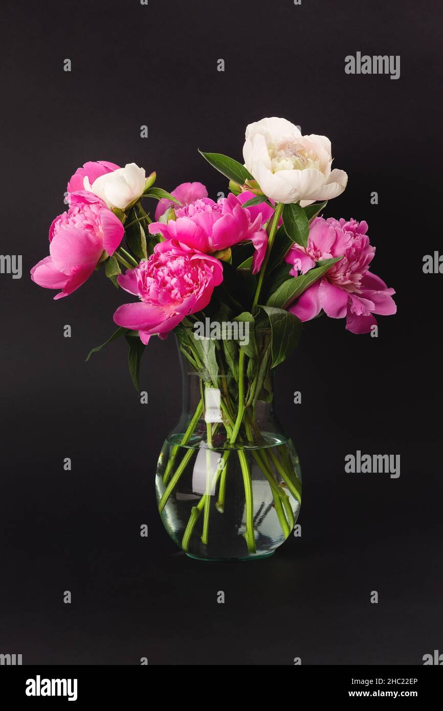 Bouquet of pink and white peonies in a glass vase on a black background ...