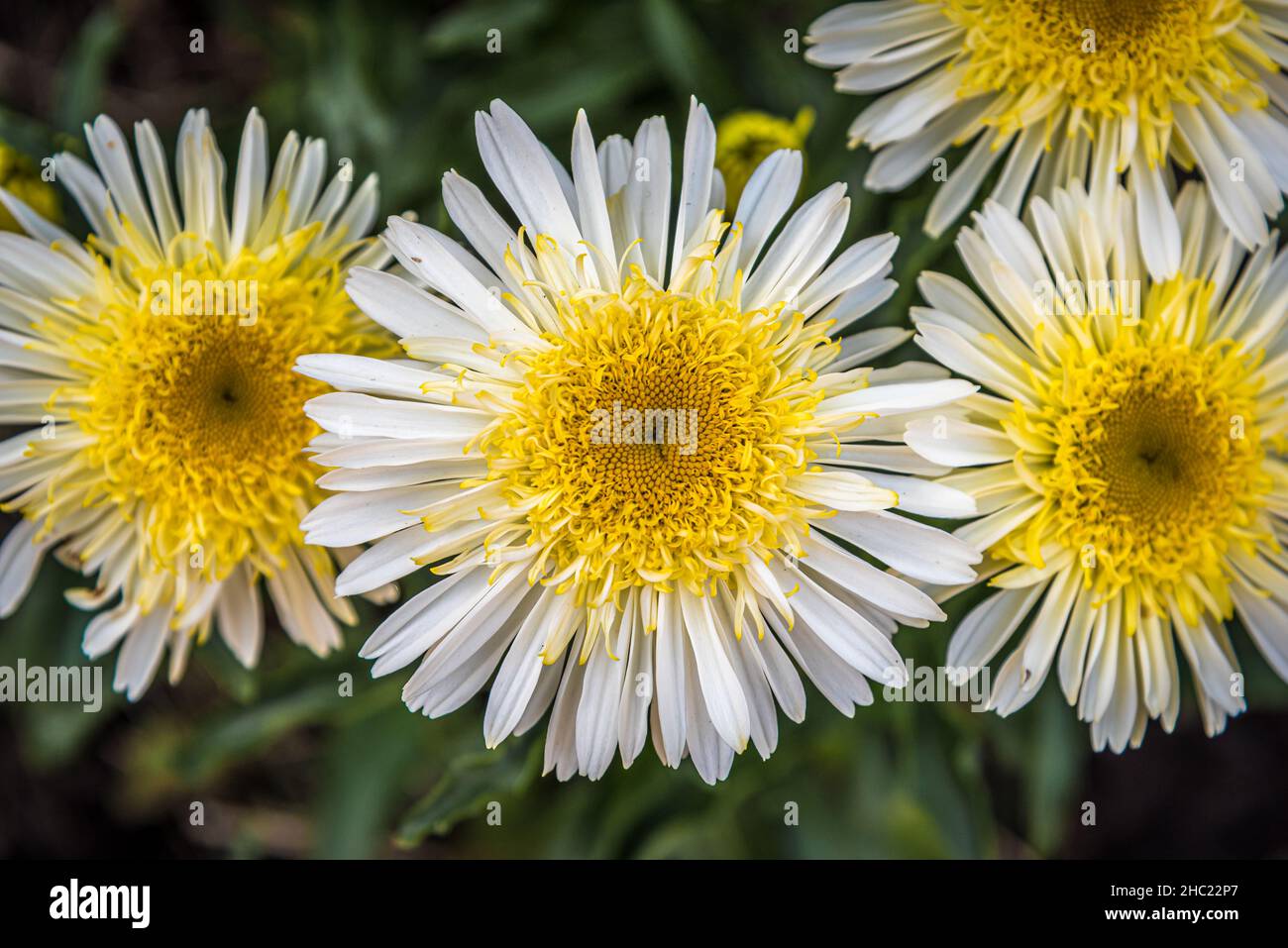 Shasta Daisy flowers. Leucanthemum x superbum Real Glory Stock Photo