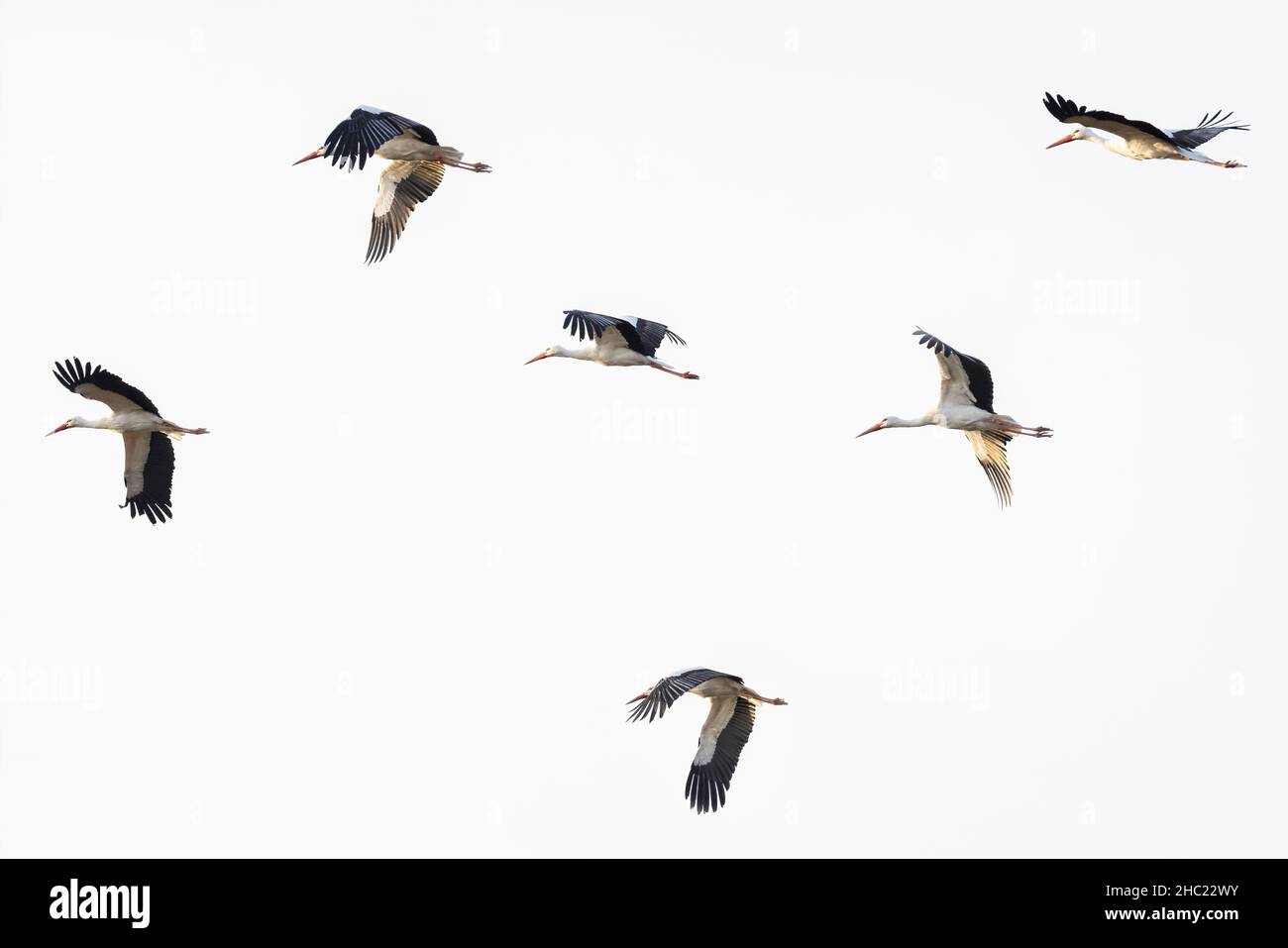 Flock of White Storks flying across the sky Stock Photo