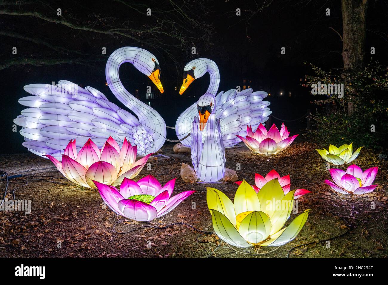 Illuminated swans at Lightopia in Crystal Palace Park, London Stock Photo