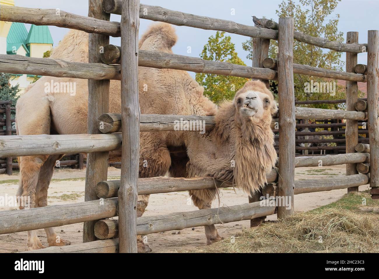 Camel eating hay at the zoo, close up. Camels can survive for long periods without food or drink, chiefly by using up the fat reserves in their humps. Stock Photo