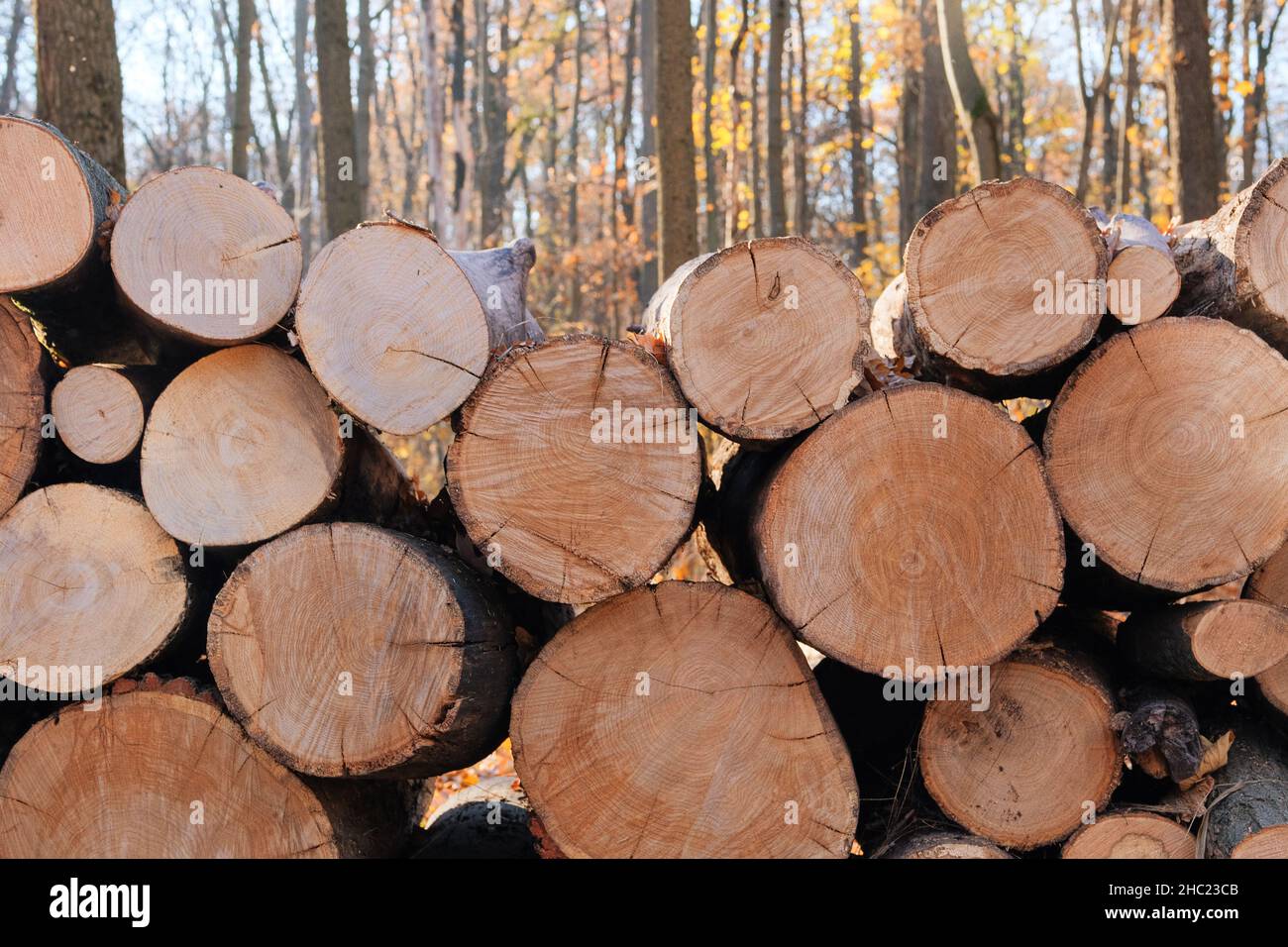 Stock of firewood. Firewood warehouse in the countryside. Woodpile fresh cut pine logs at sawmill factory. Natural wooden background, closeup. Stock Photo