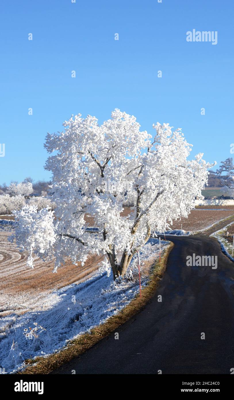 rural road in winter near Perrier, Puy-de-Dome, Auvergne-Rhone-Alpes, Massif Central, France Stock Photo