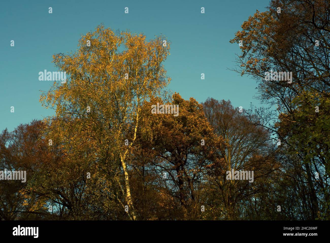 sunny evening in the forest, autumn Stock Photo