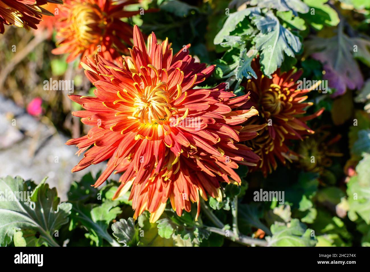 Many vivid orange Chrysanthemum x morifolium flowers in a garden in a