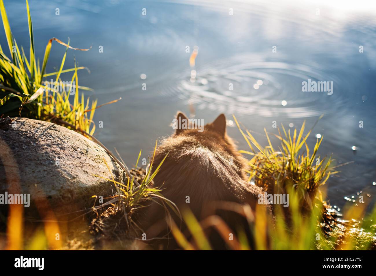 Black tongue fish hi-res stock photography and images - Alamy