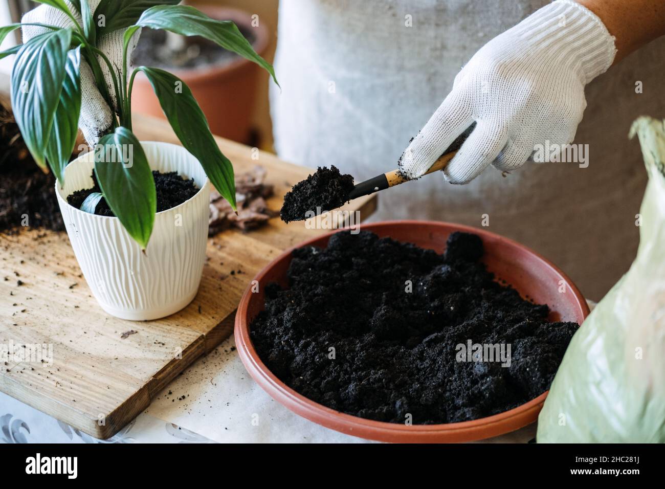 Potting soil. Soil to repot indoor plants. Spring Houseplant Care