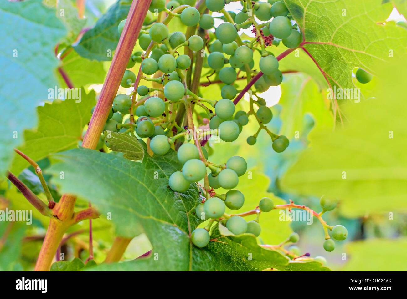 Young grapes on the vine hi-res stock photography and images - Alamy