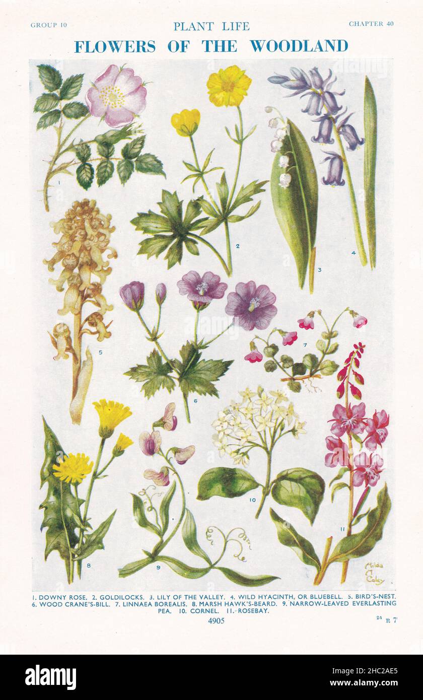 Vintage illustrations of flowers of the woodland 1930s Stock Photo