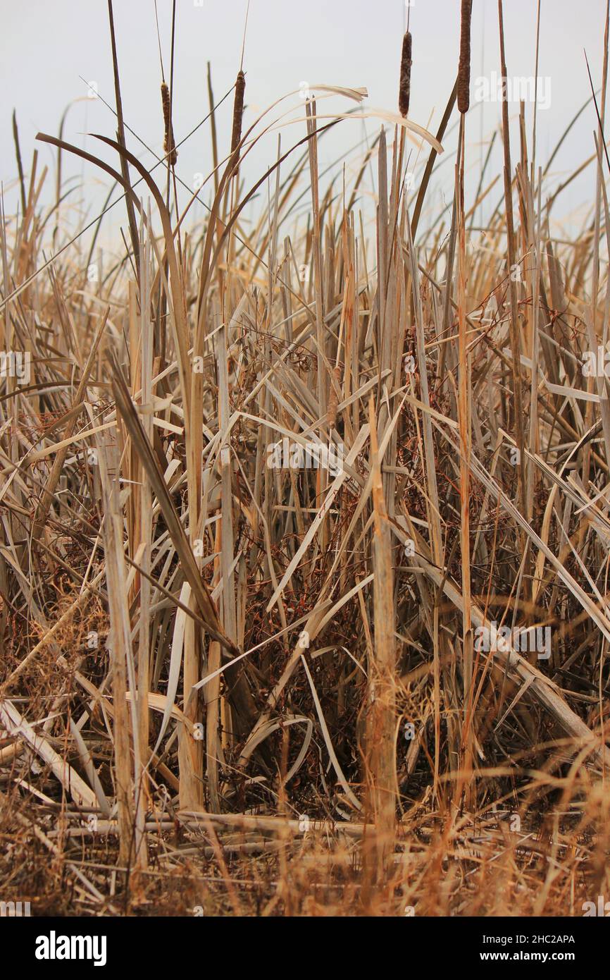 Tall golden grasses growing hi-res stock photography and images - Alamy